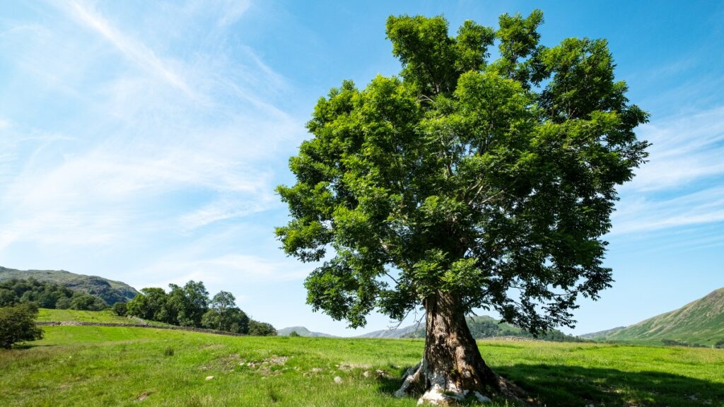 ash-trees-show-evolutionary-resistance-to-deadly-fungus