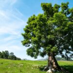 ash-trees-show-evolutionary-resistance-to-deadly-fungus