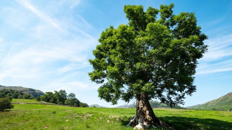 ash-trees-show-evolutionary-resistance-to-deadly-fungus