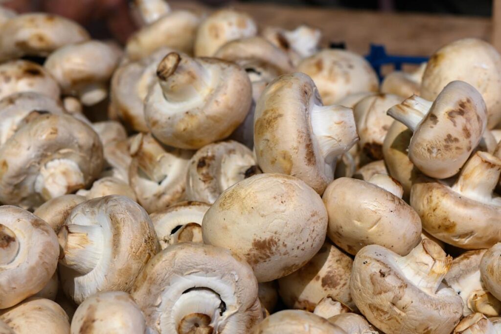 breakthrough-in-composting-enhances-crop-growth