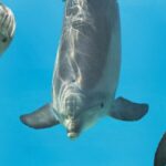 dolphins-signature-whistles-more-than-just-names