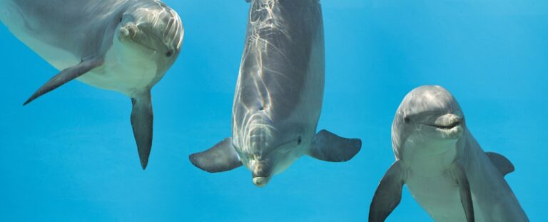 dolphins-signature-whistles-more-than-just-names