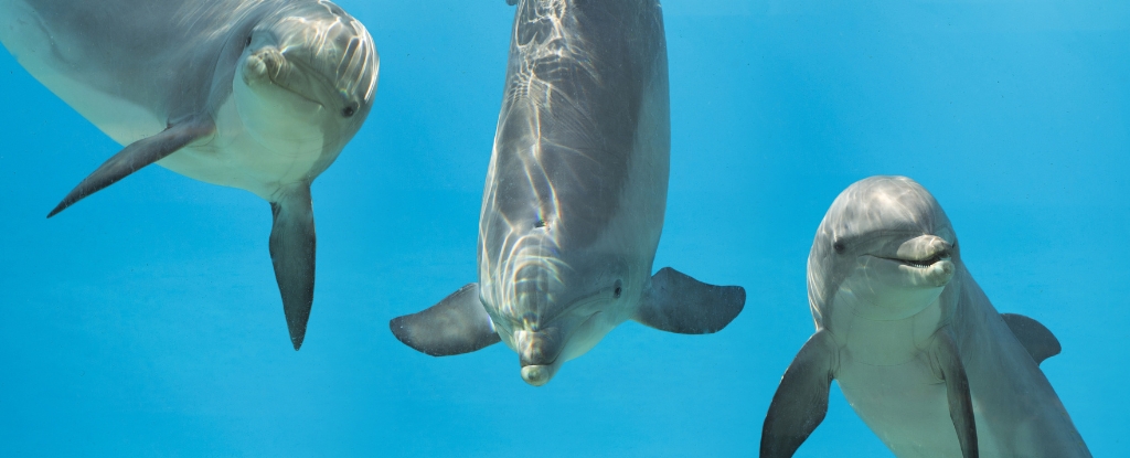 dolphins-signature-whistles-more-than-just-names