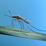 entomologist-reveals-tips-to-keep-mosquitoes-out-of-your-yard