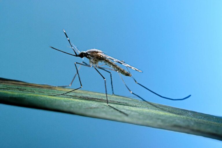 entomologist-reveals-tips-to-keep-mosquitoes-out-of-your-yard