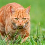 genetic-discovery-unveils-mystery-of-orange-cats-unique-hue