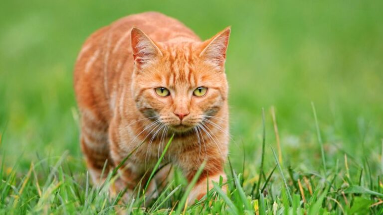 genetic-discovery-unveils-mystery-of-orange-cats-unique-hue