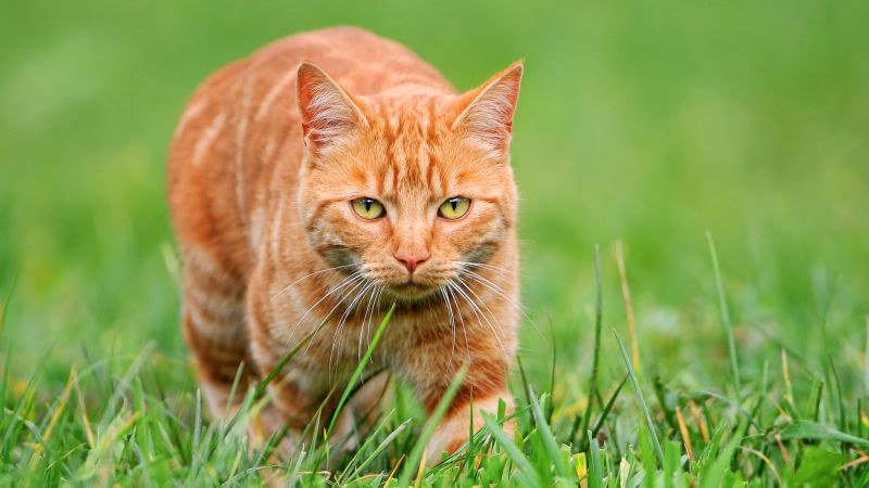 genetic-discovery-unveils-mystery-of-orange-cats-unique-hue