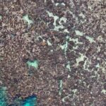 drone-technology-unveils-alarming-coral-mortality-on-great-barrier-reef-1