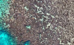 drone-technology-unveils-alarming-coral-mortality-on-great-barrier-reef