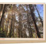 exploring-the-timeless-beauty-of-alishan-s-red-cypress-forests