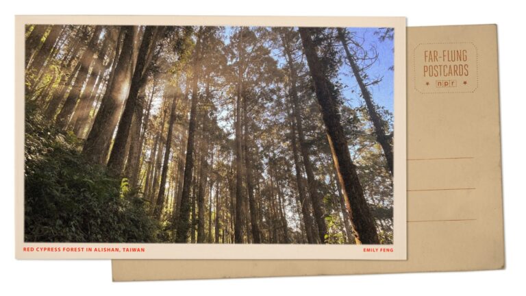 exploring-the-timeless-beauty-of-alishan-s-red-cypress-forests
