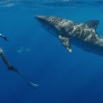 netflix-challenges-discovery-and-nat-geo-with-new-shark-programming