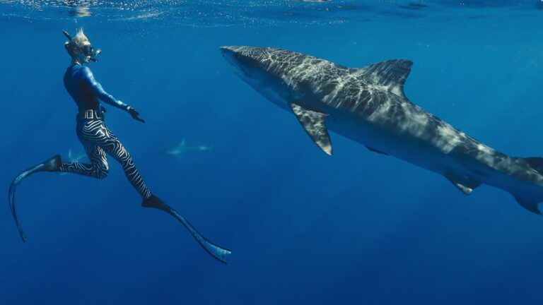 netflix-challenges-discovery-and-nat-geo-with-new-shark-programming