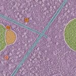 new-organelle-discovery-hemifusomes-unveil-hidden-pathways-in-human-cells
