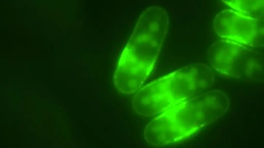 new-study-unveils-how-coffee-activates-ancient-cellular-longevity-mechanism