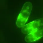 new-study-unveils-how-coffee-activates-ancient-cellular-longevity-mechanism