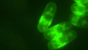 new-study-unveils-how-coffee-activates-ancient-cellular-longevity-mechanism