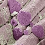 oral-diabetes-drug-promises-fewer-side-effects-challenges-ozempic