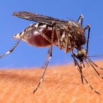 west-nile-virus-detected-in-macomb-county-mosquitoes-health-officials-urge-caution
