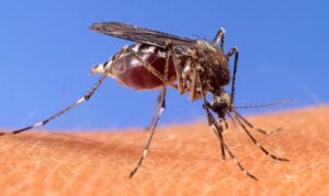 west-nile-virus-detected-in-macomb-county-mosquitoes-health-officials-urge-caution