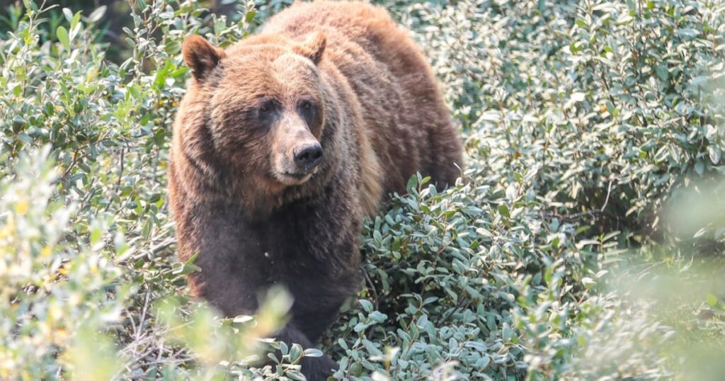Hunter Hospitalized After Grizzly Bear Attack Near Cochrane(01)